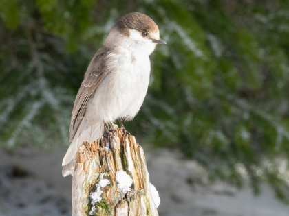 Picture of WASHINGTON STATE-TIGER MOUNTAIN GRAY JAY