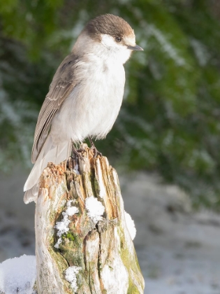 Picture of WASHINGTON STATE-TIGER MOUNTAIN GRAY JAY