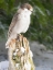 Picture of WASHINGTON STATE-TIGER MOUNTAIN GRAY JAY