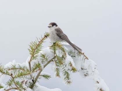 Picture of WASHINGTON STATE-TIGER MOUNTAIN GRAY JAY