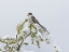 Picture of WASHINGTON STATE-TIGER MOUNTAIN GRAY JAY