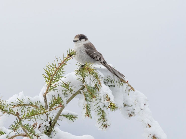 Picture of WASHINGTON STATE-TIGER MOUNTAIN GRAY JAY