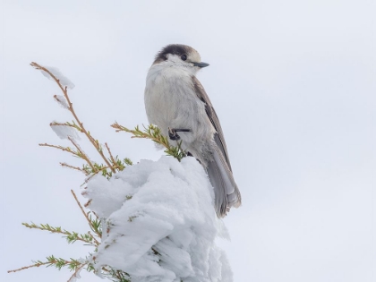 Picture of WASHINGTON STATE-TIGER MOUNTAIN GRAY JAY