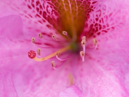 Picture of WASHINGTON STATE-RHODODENDRON FLOWER