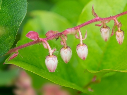 Picture of WASHINGTON STATE-SALAL FLOWERS