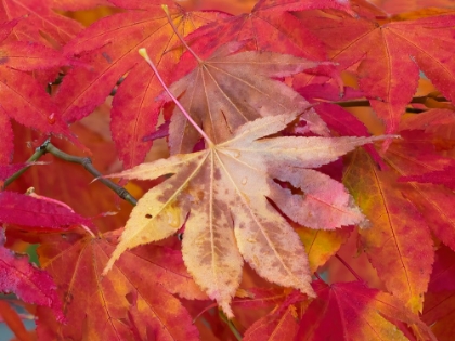 Picture of WASHINGTON STATE-MAPLE LEAVES