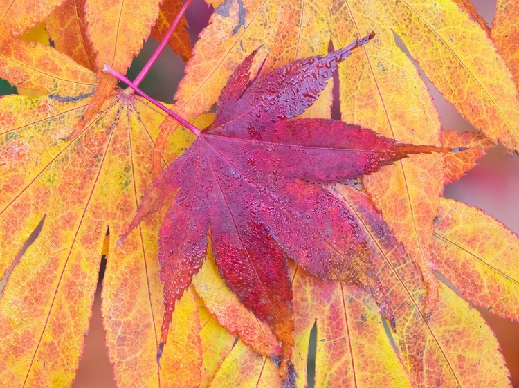 Picture of WASHINGTON STATE-MAPLE LEAVES