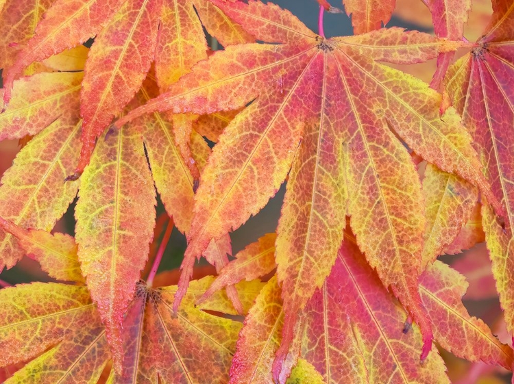 Picture of WASHINGTON STATE-MAPLE LEAVES