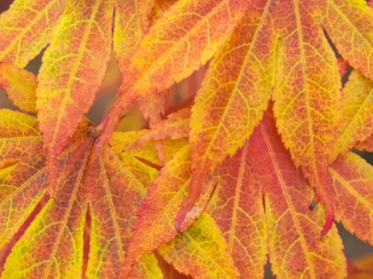 Picture of WASHINGTON STATE-MAPLE LEAVES