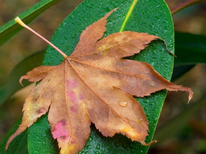 Picture of WASHINGTON STATE-MAPLE LEAF WITH DEW DROPS