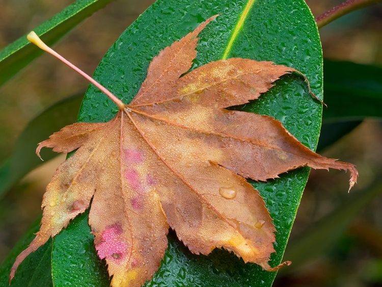 Picture of WASHINGTON STATE-MAPLE LEAF WITH DEW DROPS