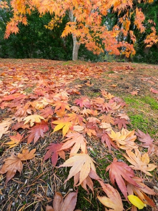 Picture of WASHINGTON STATE-AUTUMN MAPLE LEAVES