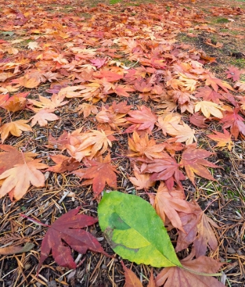 Picture of WASHINGTON STATE-AUTUMN COLORED MAPLE LEAVES WITH GREEN RED ALDER LEAF