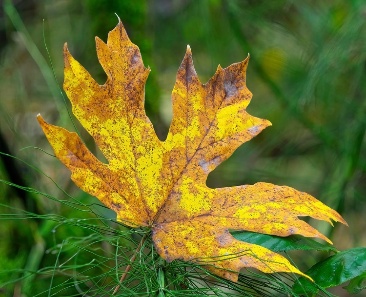 Picture of WASHINGTON STATE BIGLEAF MAPLE LEAF