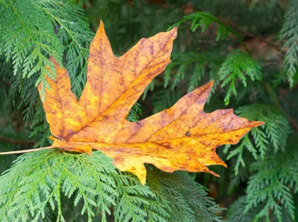 Picture of WASHINGTON STATE BIGLEAF MAPLE LEAF