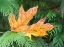 Picture of WASHINGTON STATE BIGLEAF MAPLE LEAF