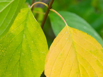 Picture of WASHINGTON STATE-PACIFIC DOGWOOD LEAF CLOSE-UP