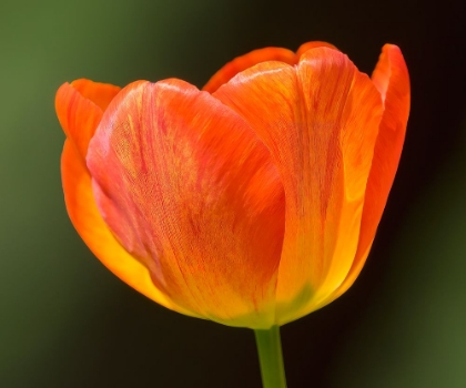 Picture of WASHINGTON STATE-TULIP CLOSE-UP