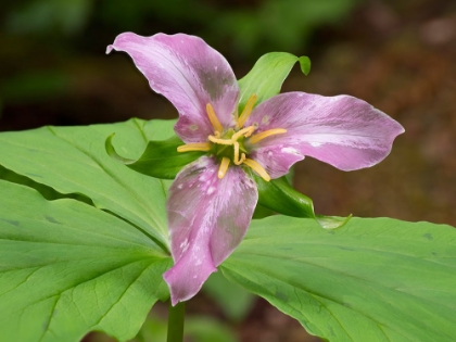 Picture of WASHINGTON STATE-MOUNT BAKER-SNOQUALMIE NATIONAL FOREST-TRILLIUM CLOSE-UP