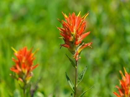 Picture of WASHINGTON STATE-MOUNT RAINIER NATIONAL PARK MAGENTA PAINTBRUSH