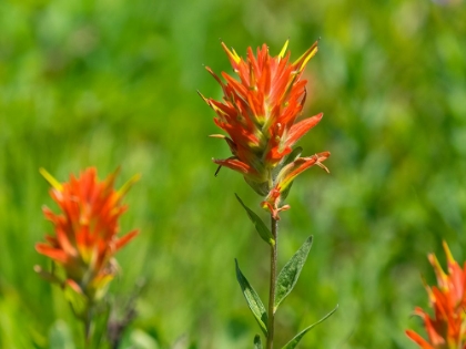 Picture of WASHINGTON STATE-MOUNT RAINIER NATIONAL PARK MAGENTA PAINTBRUSH