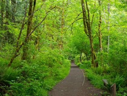 Picture of WASHINGTON STATE-TIGER MOUNTAIN TRAIL