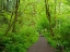 Picture of WASHINGTON STATE-TIGER MOUNTAIN TRAIL