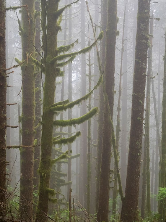 Picture of WASHINGTON STATE-TIGER MOUNTAIN-TREES IN FOG