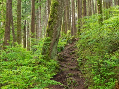 Picture of WASHINGTON STATE-CENTRAL CASCADES RAINY LAKE TRAIL