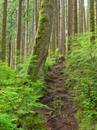 Picture of WASHINGTON STATE-CENTRAL CASCADES RAINY LAKE TRAIL