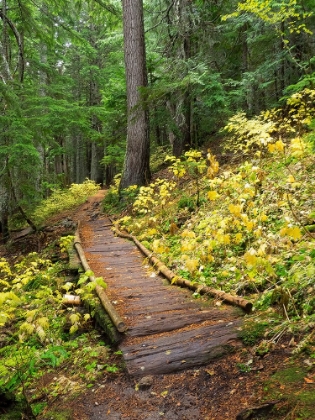 Picture of WASHINGTON STATE-CENTRAL CASCADES TRAIL TO OLALLIE LAKE-OLD WOODEN SECTION