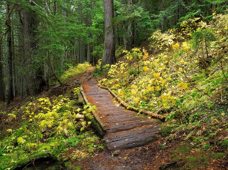 Picture of WASHINGTON STATE-CENTRAL CASCADES TRAIL TO OLALLIE LAKE-OLD WOODEN SECTION