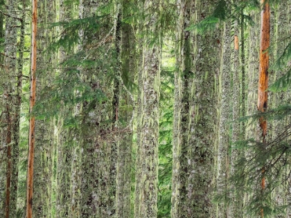 Picture of WASHINGTON STATE-CENTRAL CASCADES MOSS AND LICHEN COVERED TREE TRUNKS