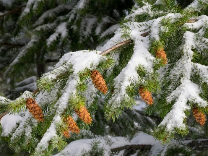 Picture of WASHINGTON STATE-CENTRAL CASCADES MOUNT WASHINGTON-FIR CONES AND SNOW