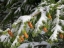 Picture of WASHINGTON STATE-CENTRAL CASCADES MOUNT WASHINGTON-FIR CONES AND SNOW