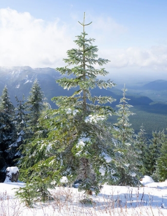 Picture of WASHINGTON STATE-CENTRAL CASCADES MOUNT WASHINGTON-FIR TREES AND SNOW