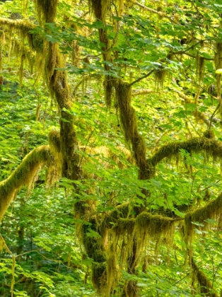Picture of WASHINGTON STATE-OLYMPIC NATIONAL PARK-HOH RAIN FOREST