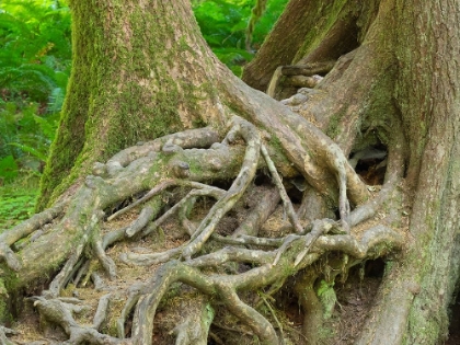 Picture of WASHINGTON STATE-OLYMPIC NATIONAL PARK-HOH RAIN FOREST-HALL OF MOSSES-INTERTWINED TREE ROOTS