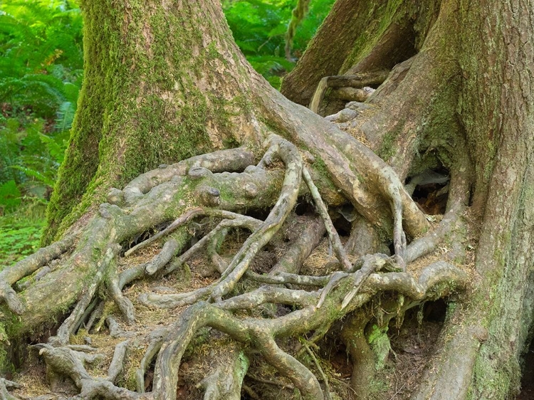 Picture of WASHINGTON STATE-OLYMPIC NATIONAL PARK-HOH RAIN FOREST-HALL OF MOSSES-INTERTWINED TREE ROOTS