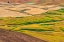 Picture of LANDSCAPE OF ROLLING WHEAT FIELD-PALOUSE-WASHINGTON STATE-USA