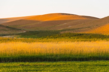 Picture of SUNSET VIEW OF WHEAT FIELD-PALOUSE-WASHINGTON STATE-USA