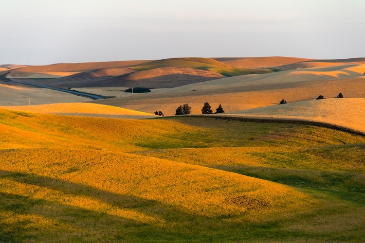 Picture of LANDSCAPE OF ROLLING WHEAT FIELD AT SUNRISE-PALOUSE-WASHINGTON STATE-USA