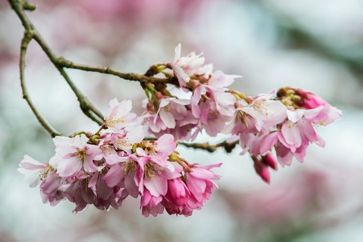 Picture of WASHINGTON STATE-BELLEVUE CHERRY BLOSSOMS