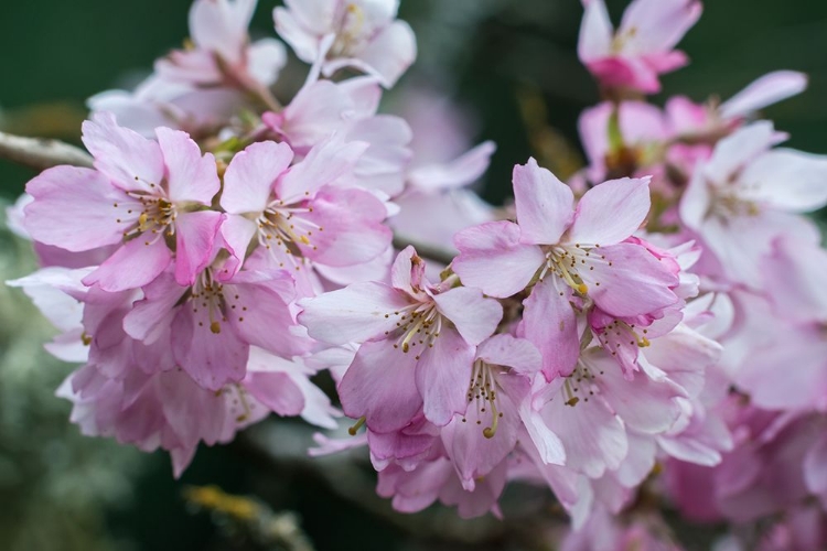 Picture of WASHINGTON STATE-BELLEVUE CHERRY BLOSSOMS