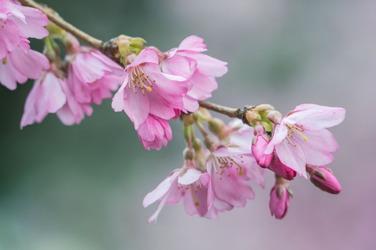 Picture of WASHINGTON STATE-BELLEVUE CHERRY BLOSSOMS