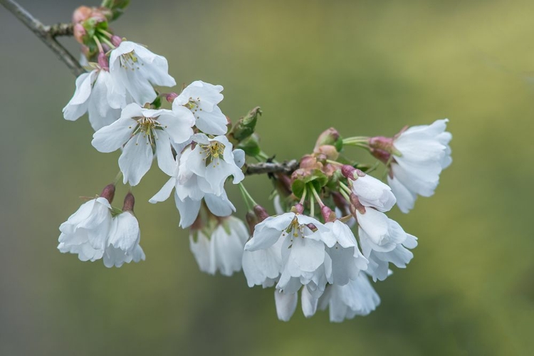 Picture of WASHINGTON STATE-BELLEVUE CHERRY BLOSSOMS