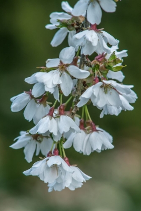 Picture of WASHINGTON STATE-BELLEVUE CHERRY BLOSSOMS