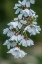 Picture of WASHINGTON STATE-BELLEVUE CHERRY BLOSSOMS