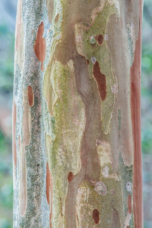 Picture of WASHINGTON STATE-BELLEVUE CRAPE MYRTLE TRUNK