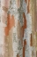 Picture of WASHINGTON STATE-BELLEVUE CRAPE MYRTLE TRUNK
